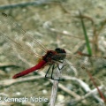red-veined darter (Sympetrum fonscolombii) Kenneth Noble